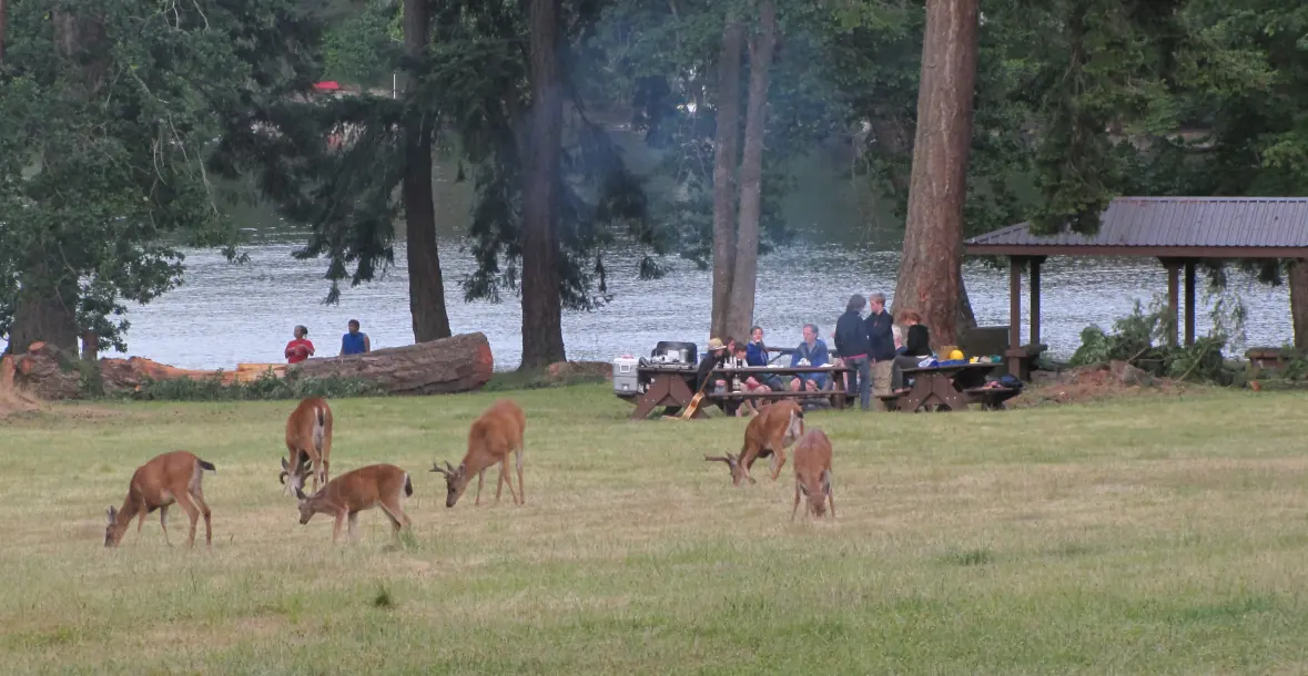Photo showing several deer near to some campers, Newcastle Island