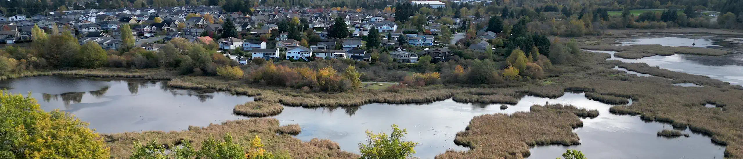 Aerial photo showing a marsh area comprised of several small lakes bordered by rushes and bush; a mid-late 20th century subdivision rises behind.