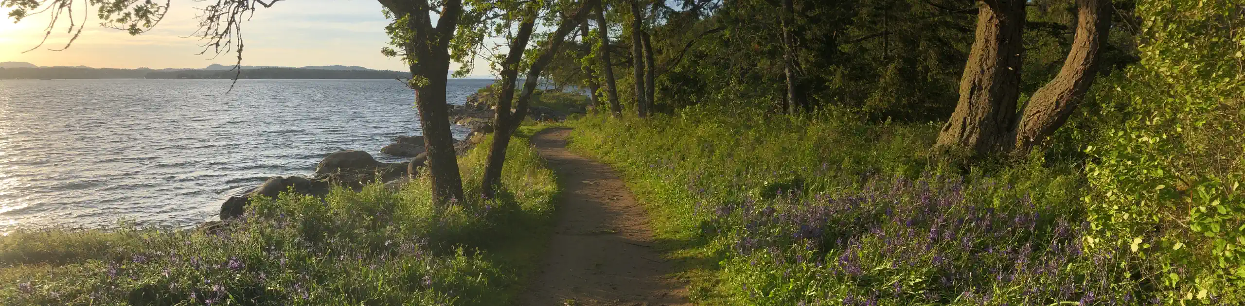 Photo showing a beautiful seaside trail through wildflowers and copses of large trees as the sun drops to the horizon at left.